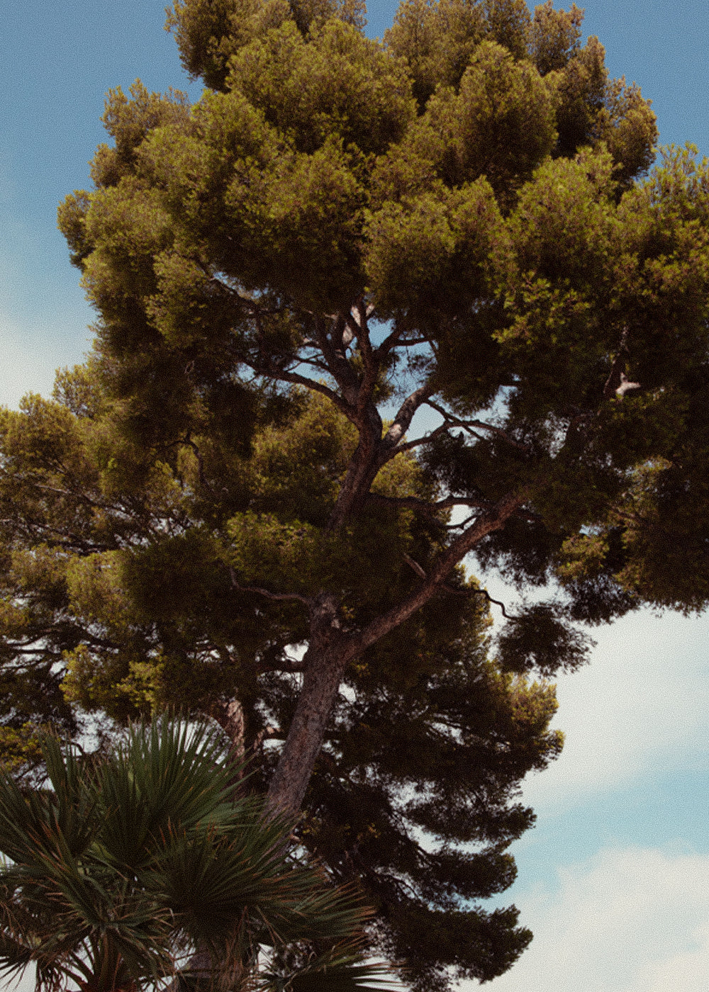 Cap Ferrat
