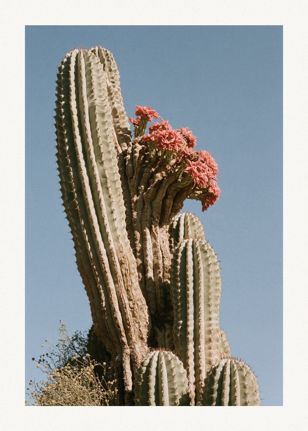 In Bloom