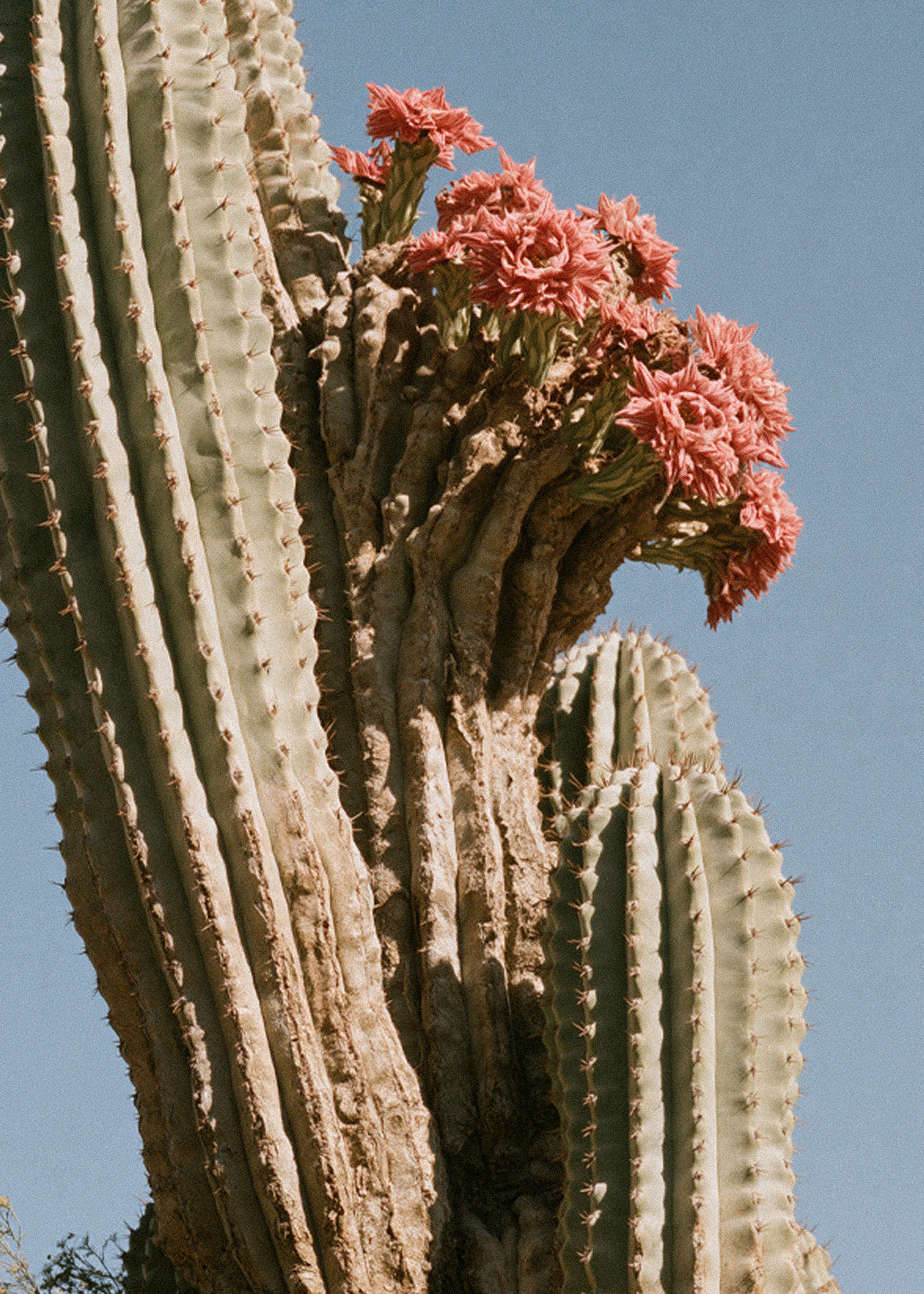 In Bloom