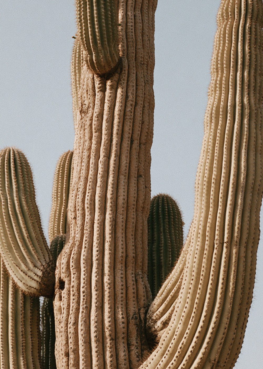 Desert