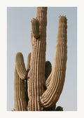 Desert